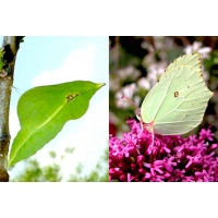 Brimstone rhamni Pupae Brimstone rhamni Pupae